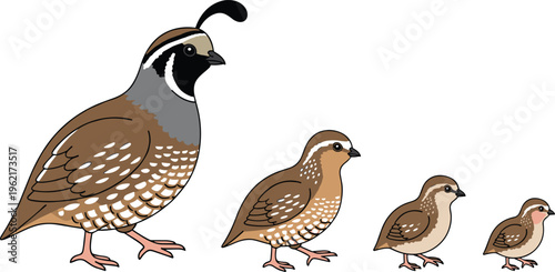 Quail Bird Growth Stages Set Showing Size Progression from Adult to Chick Isolated on White Background for Wildlife Education and Nature Illustration
