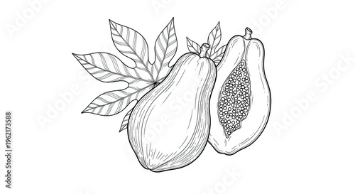 Detailed monochrome illustration of papaya fruit with leaves on white background