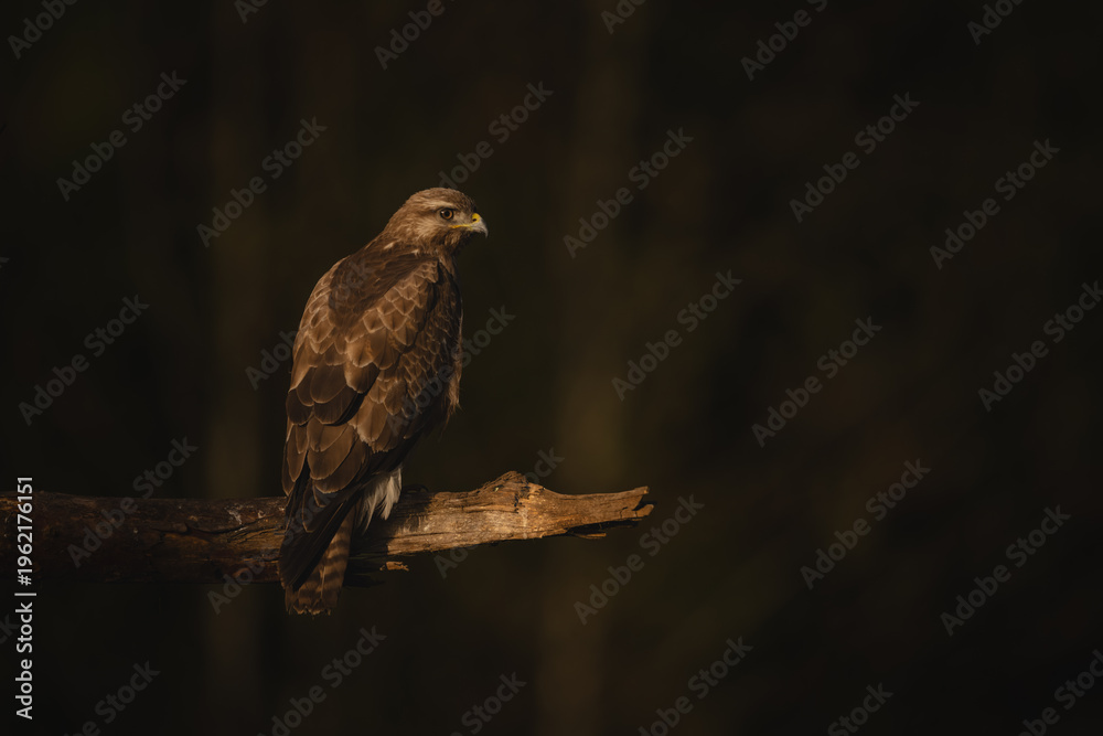Fototapeta premium Common buzzard on broken bough facing right