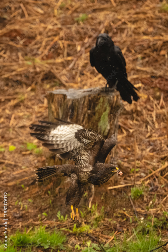 Obraz premium Common buzzard passes common raven on stump