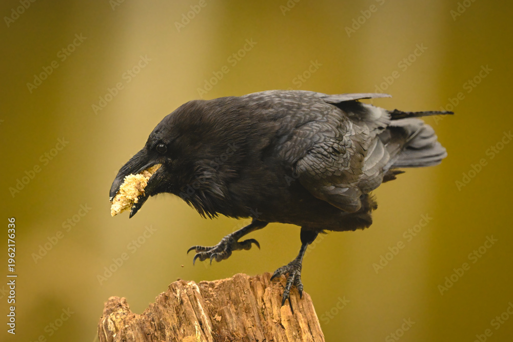 Obraz premium Common raven eats crumbs on one leg