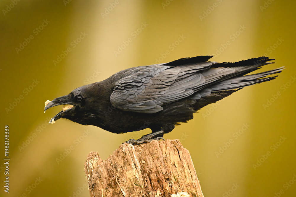 Obraz premium Common raven eats crouching on tree stump