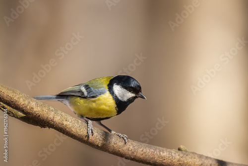 Great tit close up ( Parus major )