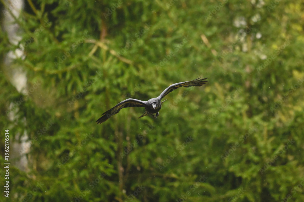 Fototapeta premium Common raven flies towards camera in rain