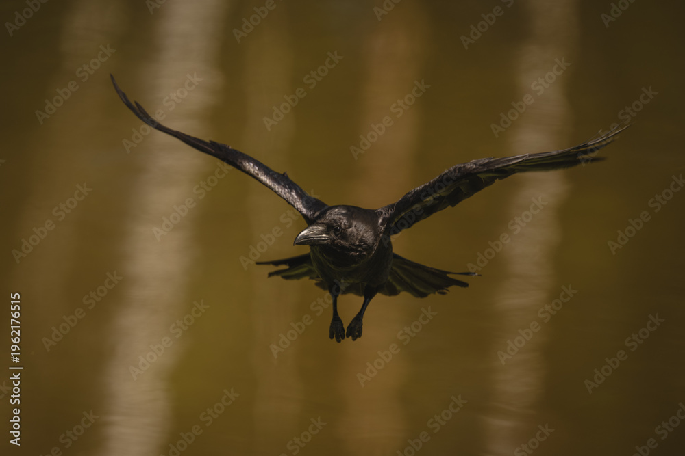 Fototapeta premium Common raven flying over lake towards camera