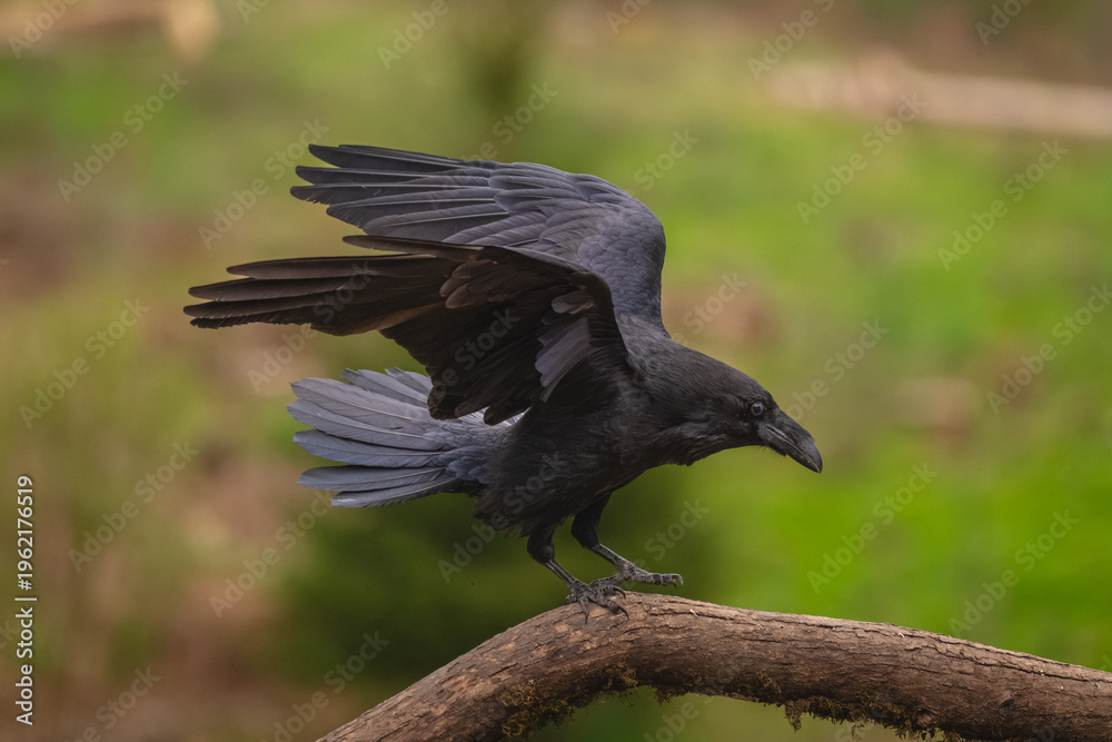 Fototapeta premium Common raven flutters wings on mossy log