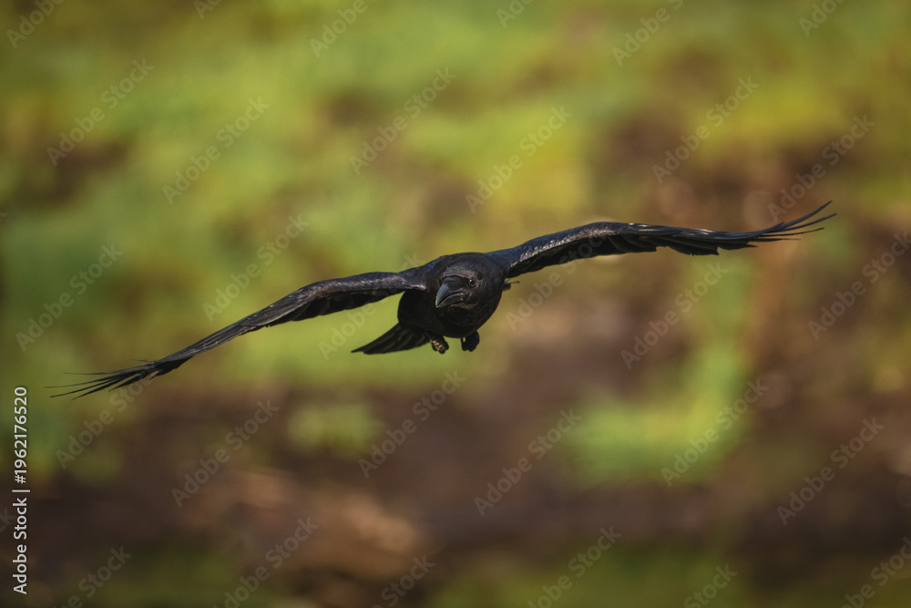 Fototapeta premium Common raven glides over grass towards camera