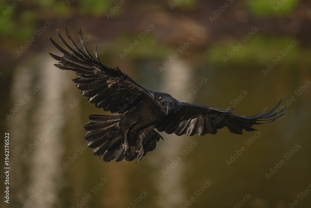 Fototapeta premium Common raven glides over lake towards camera
