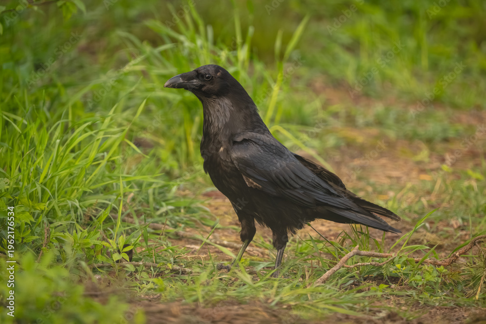 Fototapeta premium Common raven in grassy clearing in profile