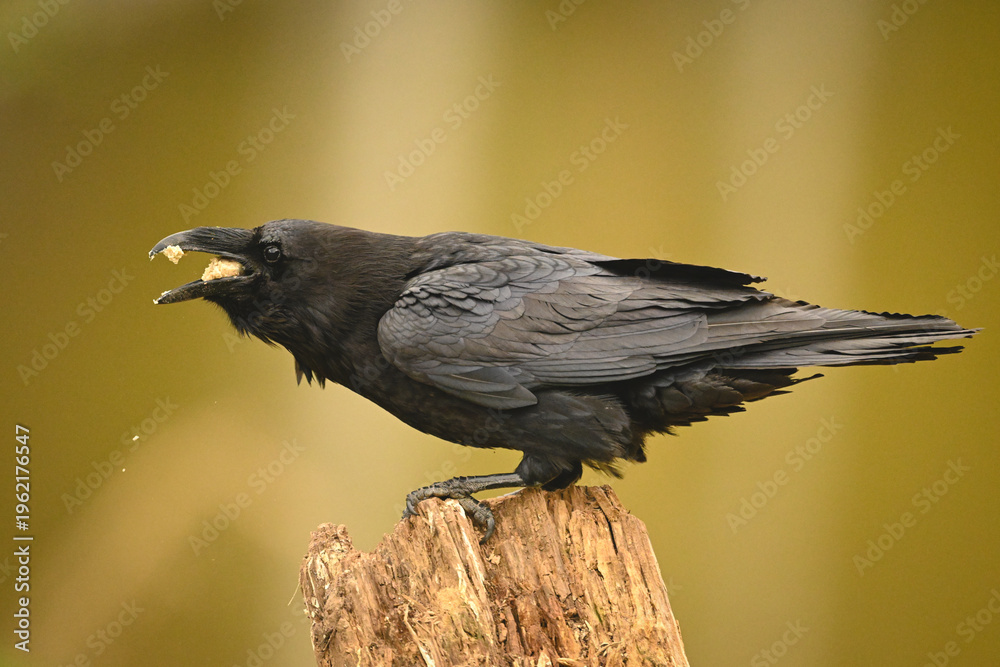 Fototapeta premium Common raven in profile eats on stump