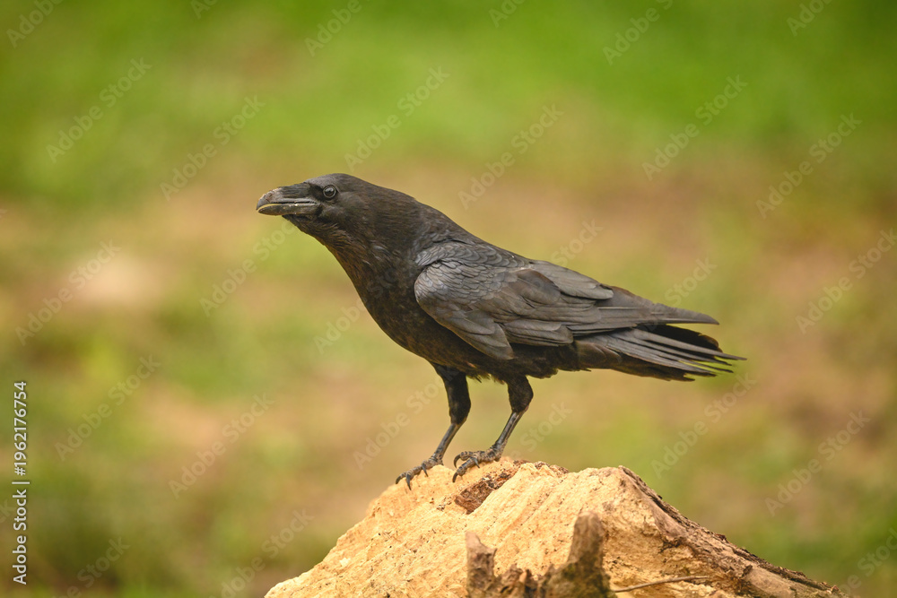 Fototapeta premium Common raven on tree stump in profile