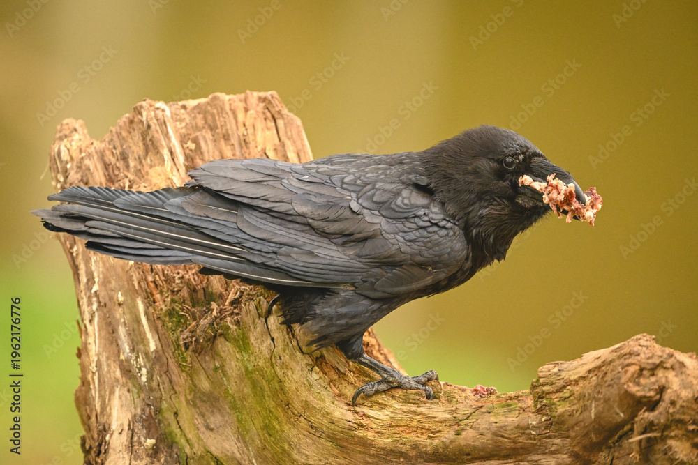 Fototapeta premium Common raven on tree stump holding food