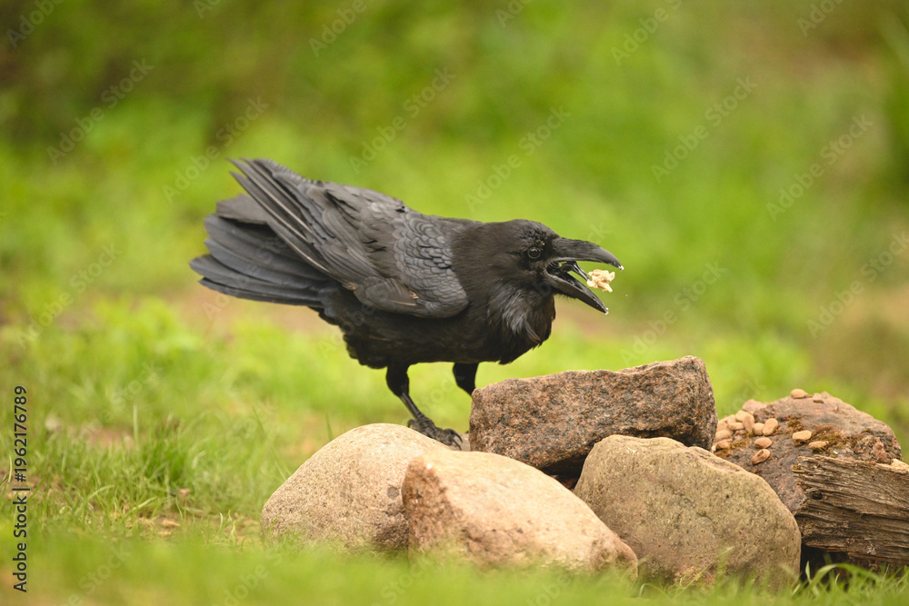 Fototapeta premium Common raven on rocks tosses food up