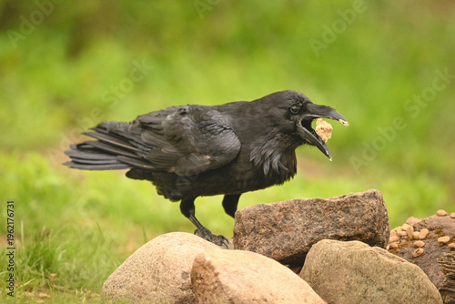 Common raven on rocks tosses up food