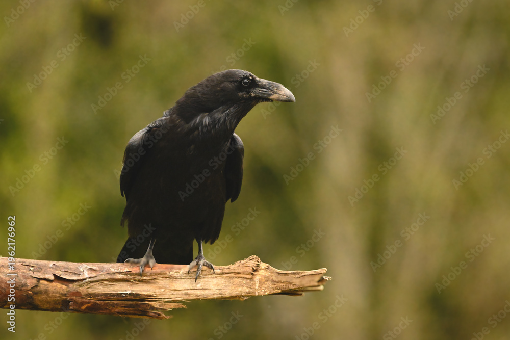 Fototapeta premium Common raven turns head on broken branch