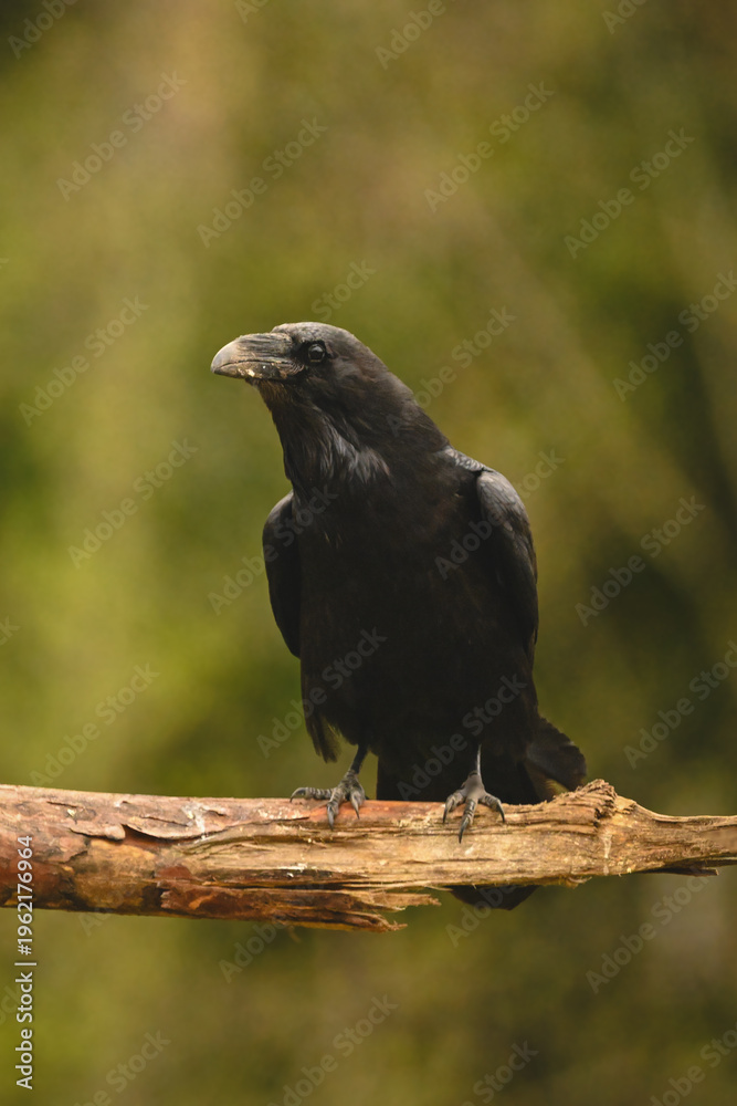 Obraz premium Common raven with catchlight on broken branch