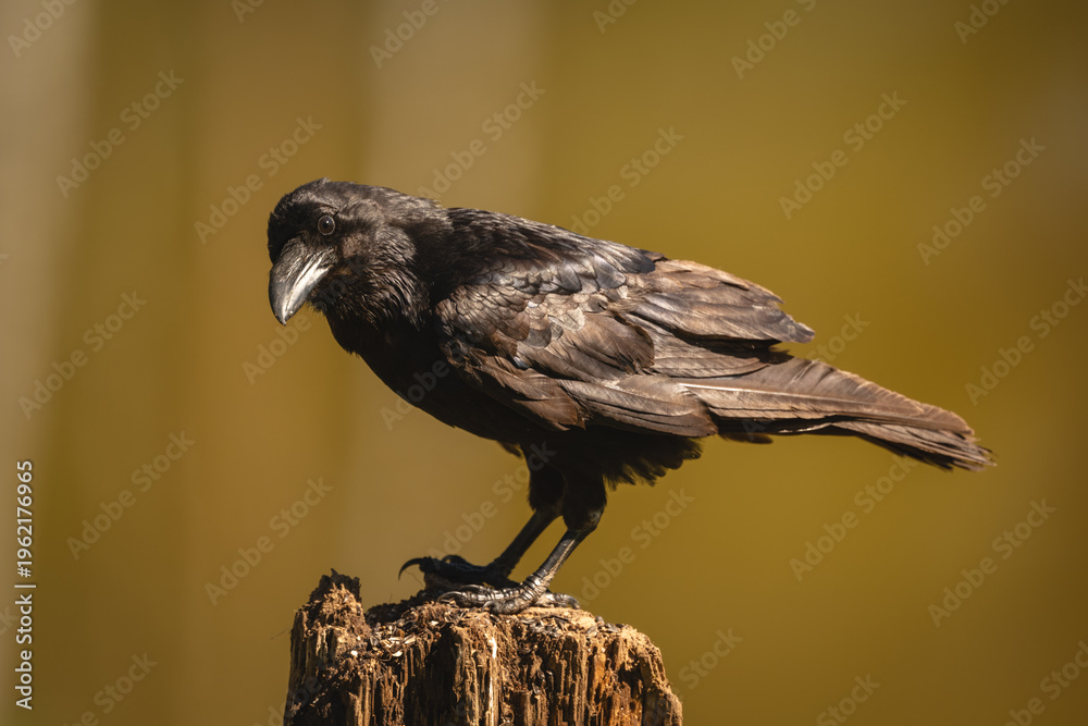 Obraz premium Common raven turns head on tree stump