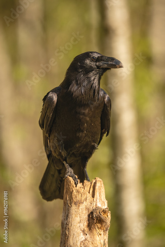 Common raven with catchlight on wooden post