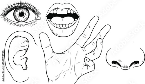 Human senses illustration set with eye ear nose mouth and hand, sensory organs concept for anatomy, perception and body awareness design