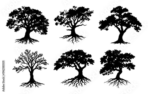 Oak tree with roots silhouette set with darkened bark texture and expansive root network featuring tree, oak, nature, botanical line art with black and white and illustration