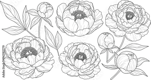 Peony flower illustration set, detailed botanical line art with blooming petals and buds representing floral theme - flat vector illustration