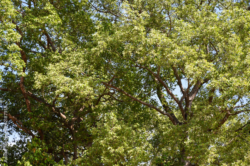 Fototapeta premium tree with green leaves and dense branches and leaves in forest