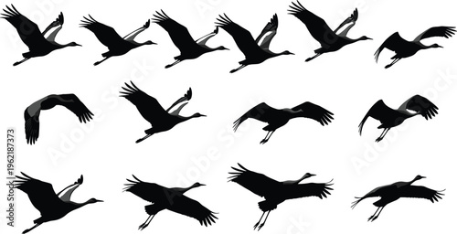 Cranes in flight silhouettes showing wing positions, vector illustration of bird motion and wildlife design, flat vector illustration