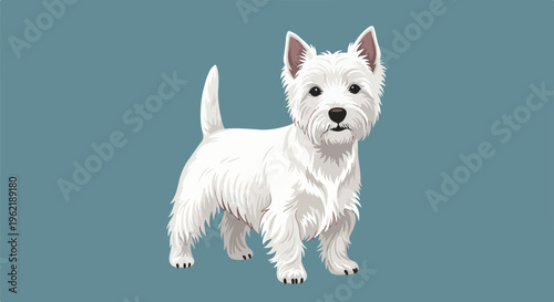 A fluffy white terrier dog stands looking forward