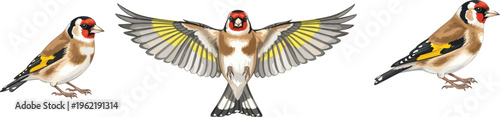 European Goldfinch bird illustration with perched and flying poses, colorful plumage design, wildlife concept, ornithology study, flat vector graphic