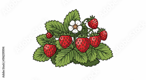A cluster of ripe red strawberries, green leaves, and one white blossom