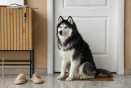 Cute Husky dog with slipper...