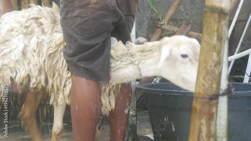 A man is bathing a sheep on a traditional farm.