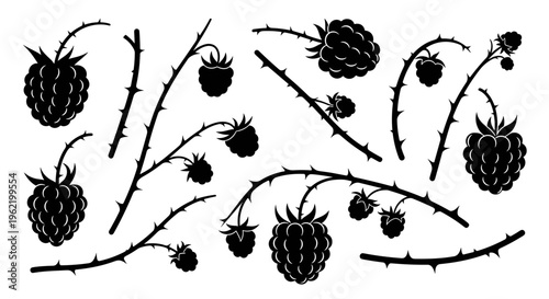Black silhouette of raspberry branches with ripe berries and sharp thorns on a white background isolated elements for design