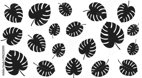 Monstera leaves pattern, tropical plant foliage, jungle leaf silhouette, natural botanical background, exotic plant design element