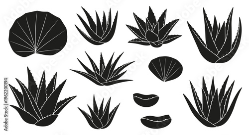 Set of black and white illustrations of various succulent plants and leaves, isolated on a white background, perfect for botanical or nature-themed designs