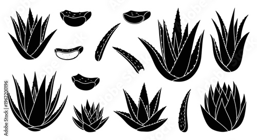 Black and white illustration of aloe vera plants and slices, a collection of botanical elements for natural health and beauty designs