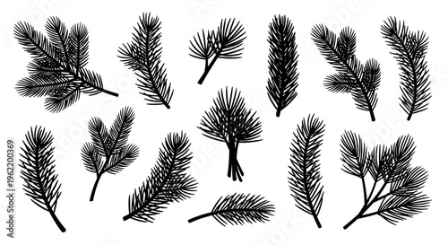 Collection of hand drawn pine branches and needles isolated on white background for festive design and decoration