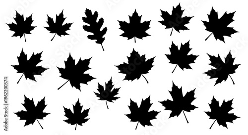 Collection of black maple and oak leaves silhouettes isolated on white background autumn foliage set for design