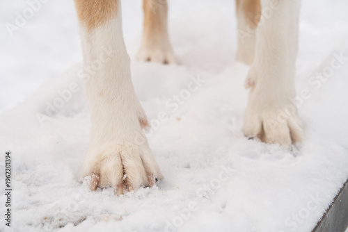 cute dog in a snowy park in winter