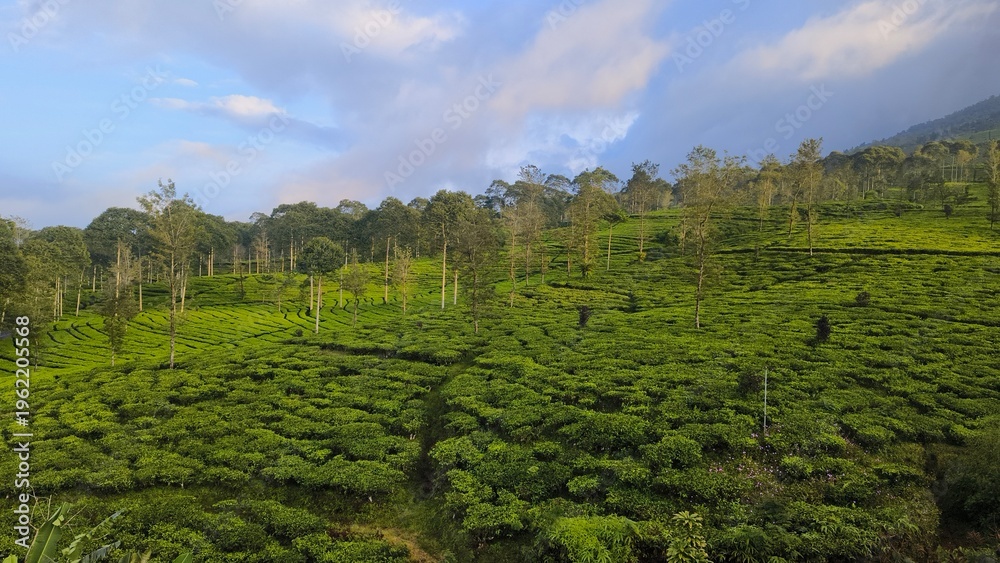 Obraz premium Spread of Green Tea Plantations Under a Clear Morning Sky