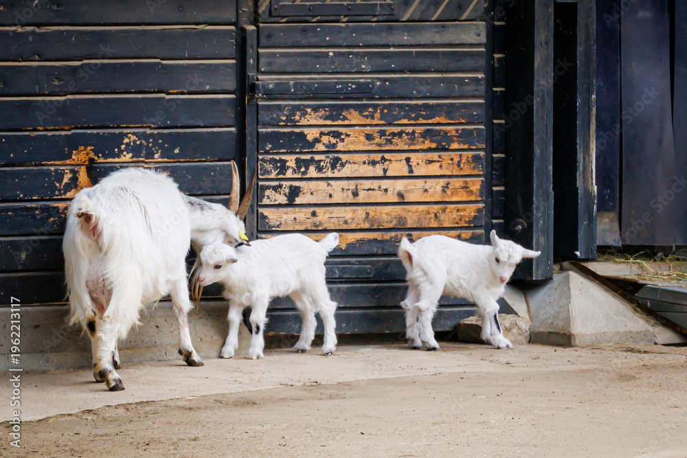Obraz premium Goats Playing Near a Wooden Fence