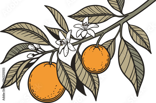 Orange Tree With Fresh Fruits Scene. Orange Tree In Natural Orchard View. Citrus Orange Tree With Green Leaves. Fresh Orange Tree In Garden Landscape. Fruiting Orange Tree Branch Detail View.