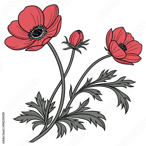 anemone red flower line art with branch on white background