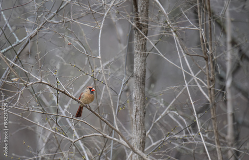 Female Northern Red Cardinal in Early Spring
