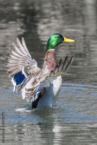 Male Mallard Duck Lands on Water with a Splash