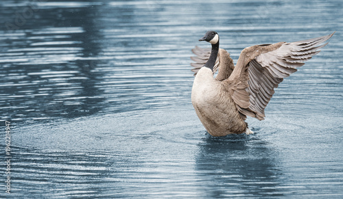 Canadian Goose Dries Feathers After Washing in a Pond