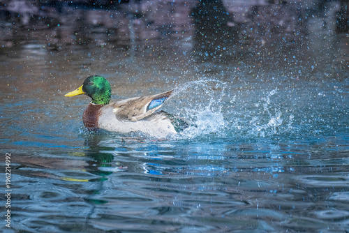 Mallard Duck Creates a Beutiful Splash as it Lands on the Water