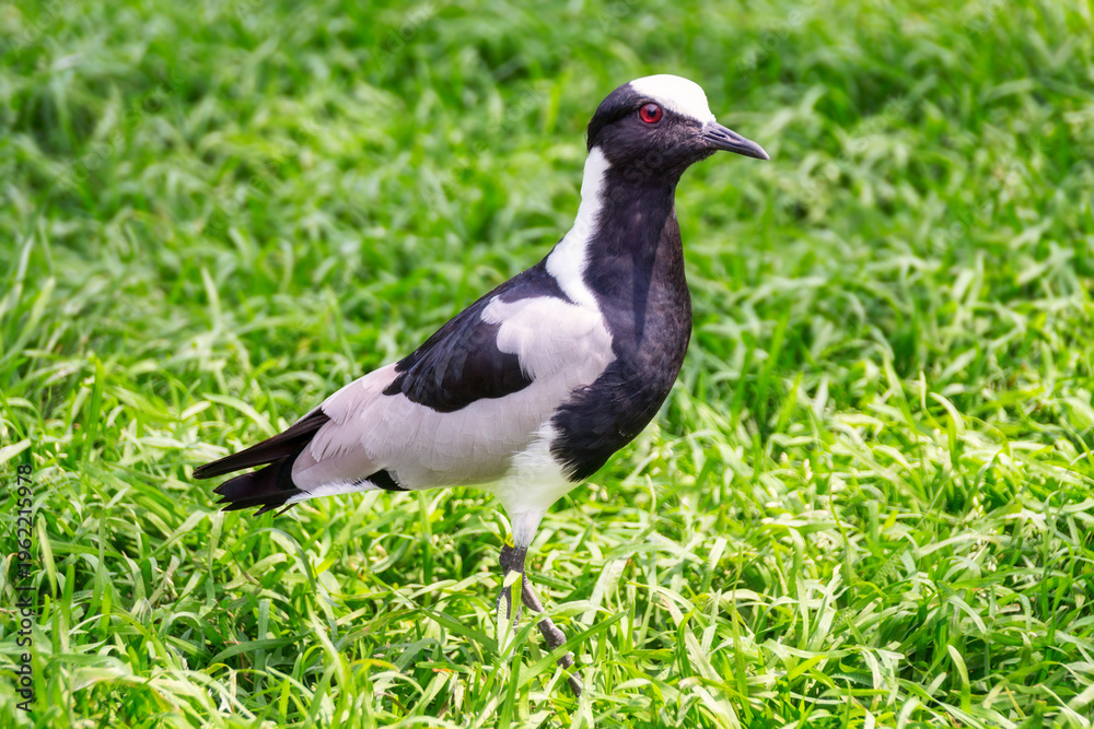 Fototapeta premium Nahaufnahme eines Schmiedekiebitz (Vanellus armatus) oder auch Waffenkiebitz, der von der Sonne bestrahlt auf einer Wiese steht