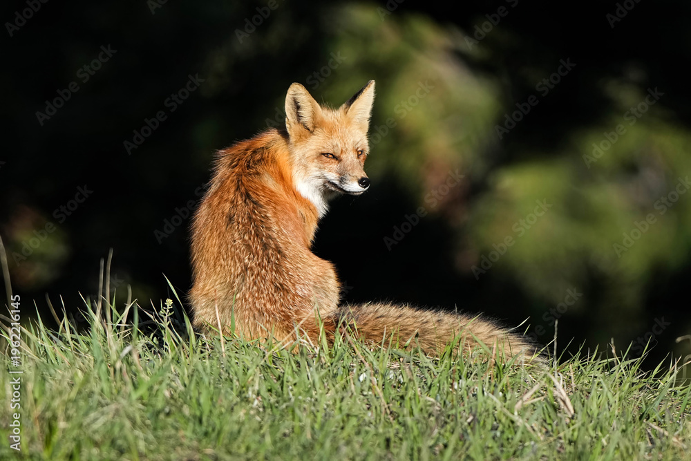 Fototapeta premium Red Fox - Colorado