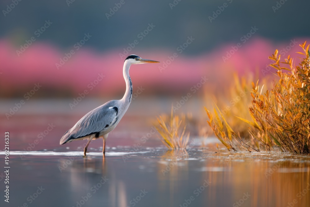 Naklejka premium Grey heron wetland shallow water calm sunrise scene with pastel pink background reeds and reflective surface in marsh habitat hunting wading bird poised for prey